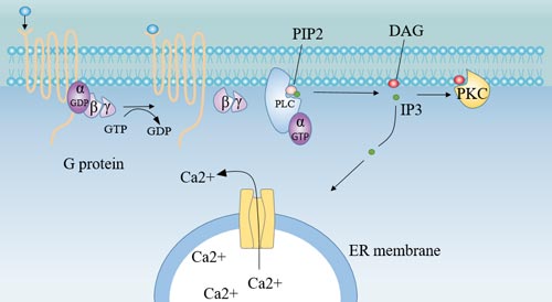 Receptor-G protein-PLC pathway 