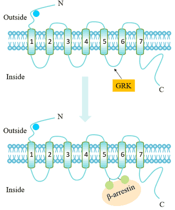 The mechanism of desensitization