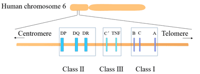 HLA is mainly divided into three groups: class I, class II and class III
