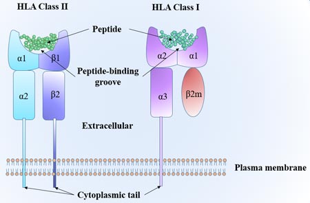 The structure of HLA class I and HLA class II