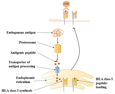 HLA class I antigen-processing and presentation pathway