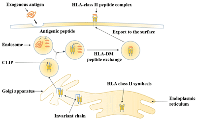 HLA class II antigen-processing and presentation pathway