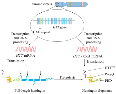 Two different pathways that produce abnormal Huntington's proteins
