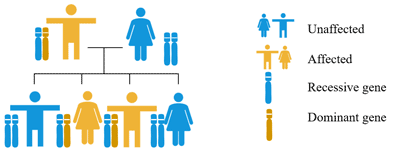 The inheritance of Huntington's disease