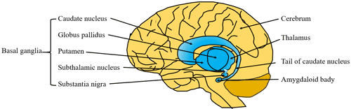 Composition and location of basal ganglia