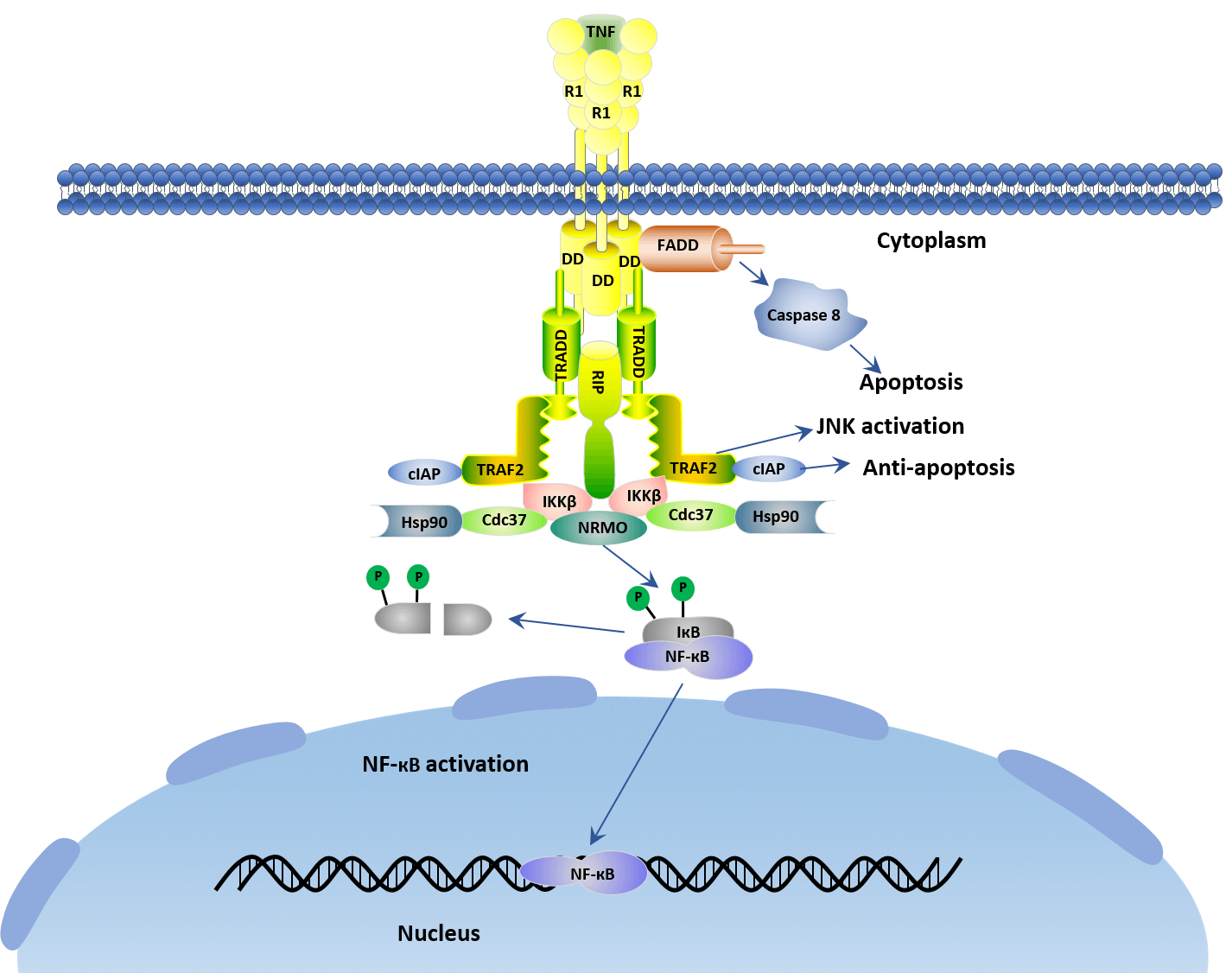 What A Paradoxical TNF Signaling Pathway-Based on Different Receptors