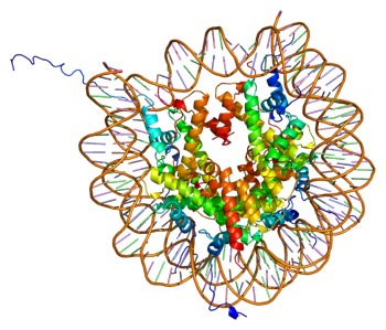 What a Powerful Artifact of DNA Compression - Histone