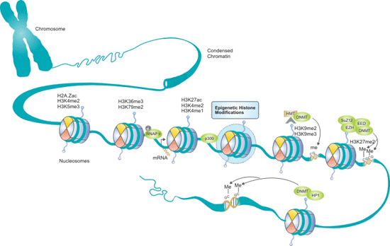 Epigenetic Histone Modifications Pathway