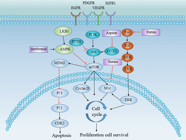 The targets involved in hepatocellular carcinoma