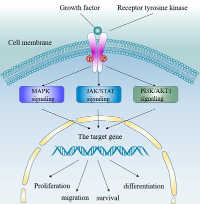 The receptor tyrosine kinase signaling pathway