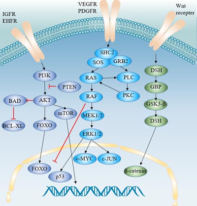 Signaling pathways involved in the pathogenesis of hepatocellular carcinoma