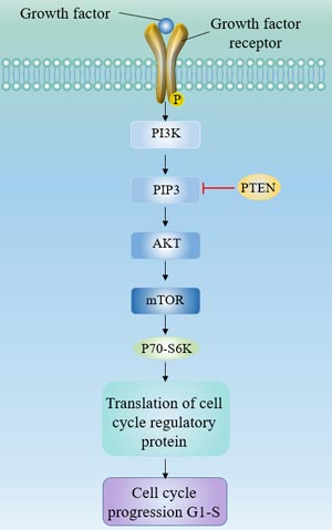 The PI3Kinase/AKT/mTOR pathway