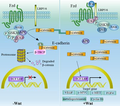 Wnt/β-catenin Pathway