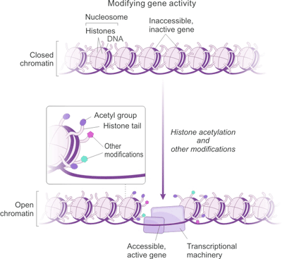 The Correlation between Histone Acetylation and Gene Expression