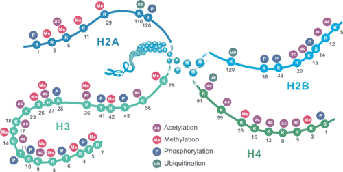 The Schematic of Common Histone Modification Site