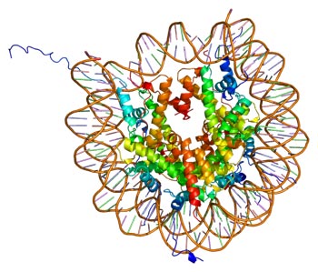 The Picture of Core Histone H2A/H2B/H3/H4