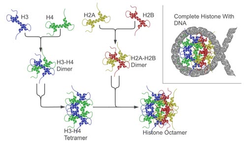 The Picture of Nucleosome structure