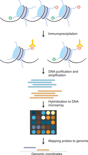 The Brief Processes of ChIP-on-chip