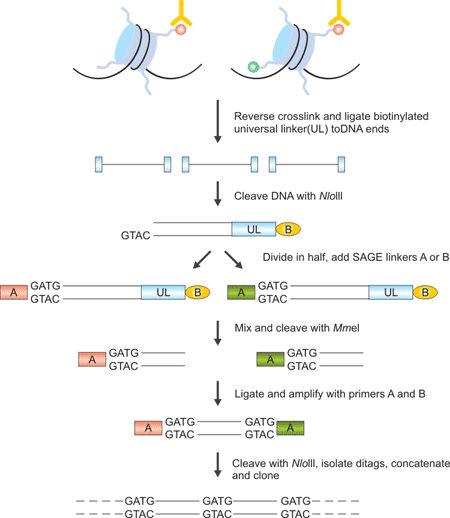 The Brief Processes of ChIP–SAGE