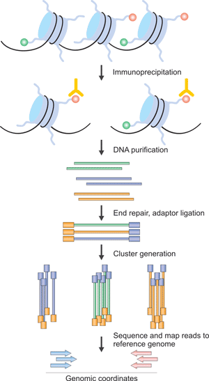 The Brief Processes of ChIP–Seq