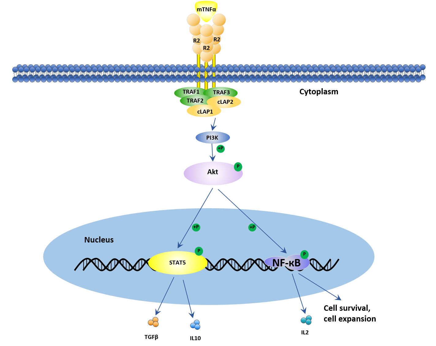 TNF-TNFR2 signal transduction pathway