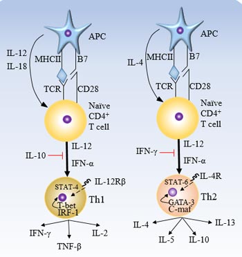 Cytokines and transcription factors involved in the differentiation of Th1 and Th2