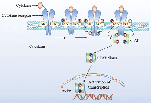 JAK/STAT signaling pathway in T cell differentiation