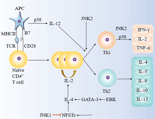 The roles of JNK, p38 and ERK in Th1/Th2 differentiation