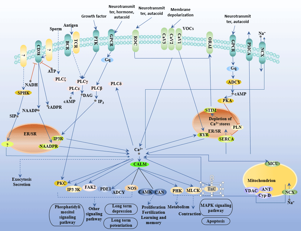 Calcium signaling pathway