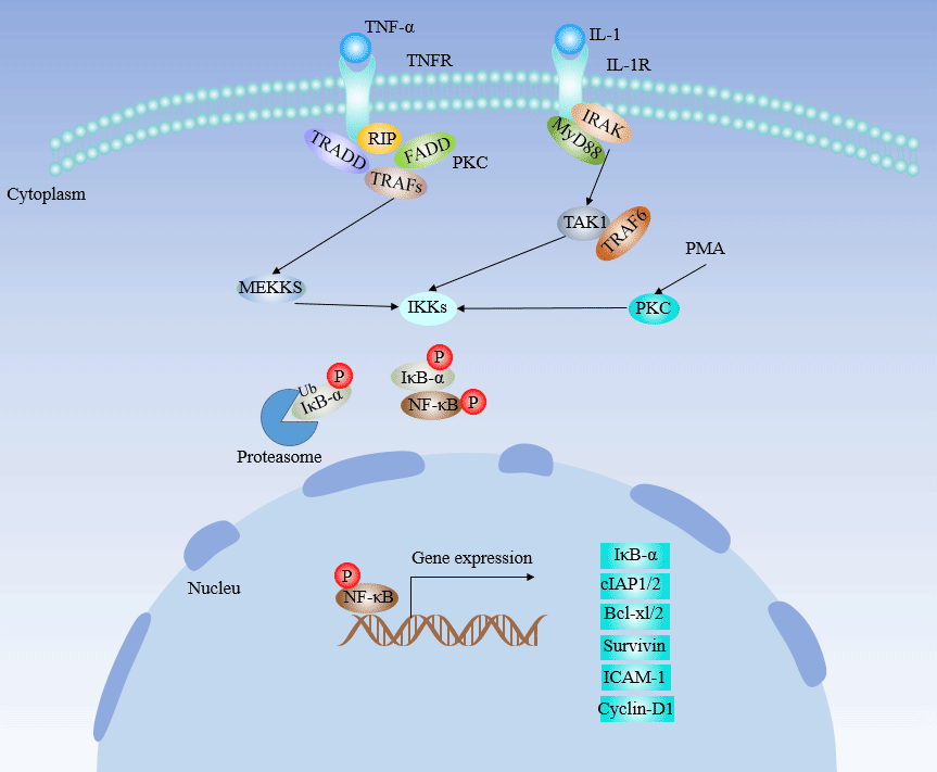 NF-κB Signaling Pathway