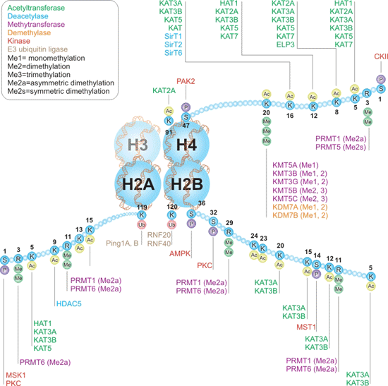 TWriters and Erasers of Histones H2A, H2B, and H4 Interactive Pathway
