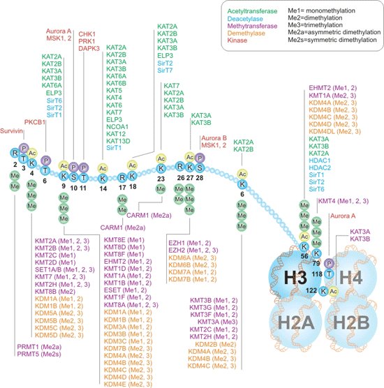 Writers and Erasers of Histones H3 Interactive Pathway