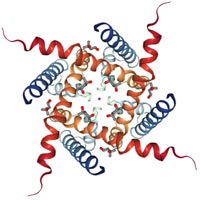 Insect odor-related ion channel