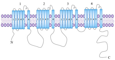 Molecular structure of voltage-dependent ion channels