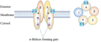 Molecular structure of ligand-gates ion channels