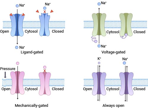 Ion channels of different gating types