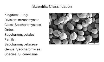 a picture of Baker's yeast