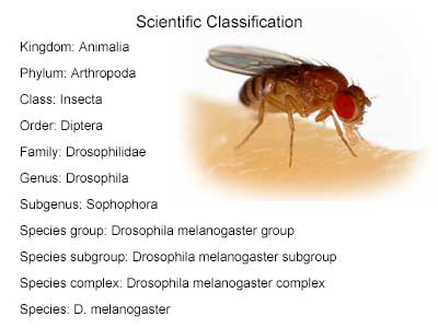 small male Drosophila melanogaster fly