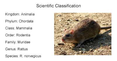 a picture of brown rat