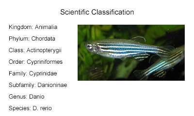 a picture of zebrafish