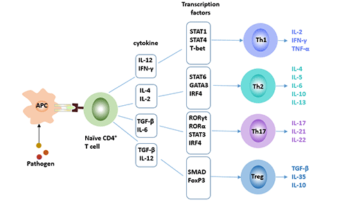 Four subsets of CD4+ T cells: Th1, Th2, Th17 and Treg