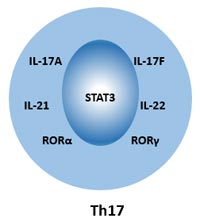 Cell Markers of Th17 Cells