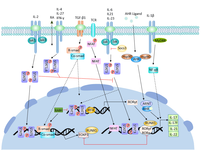 Cytokines and transcription factors that affect Th17 cell differentiation