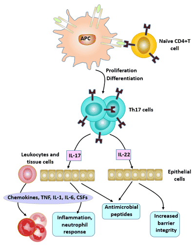 Biological Effects of Th17 cells