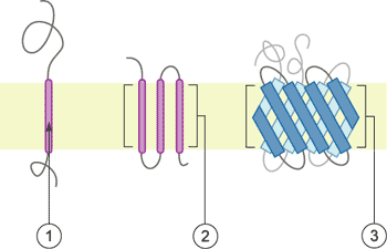 Schematic representation of transmembrane proteins