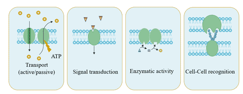 The function of transmembrane proteins: Transport, signal transduction, enzymatic activity, Cell-Cell recognition, etc.