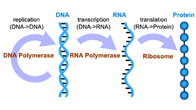 the brief diagram of genetic central dogma