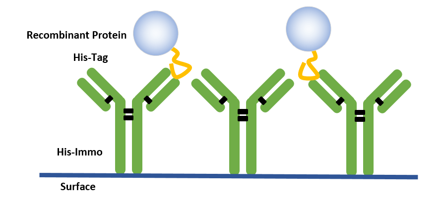 Tag Antibodies, Your Good Partner in Protein Research