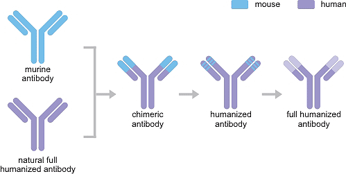 The Overview of Recombinant Antibody