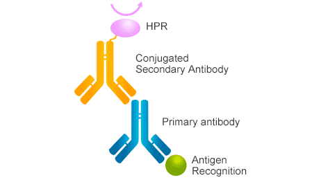 The mechanism of secondary antibody